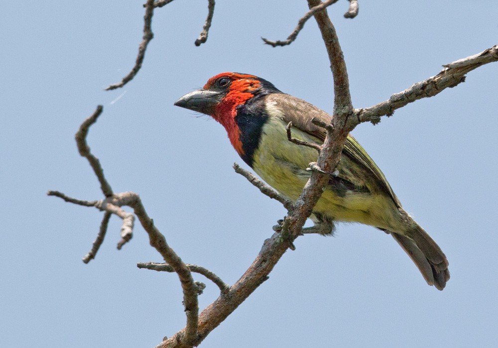 Black-collared Barbet - ML205913351