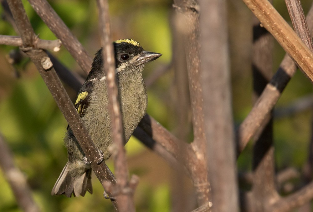 Western Tinkerbird (Angola) - ML205913371