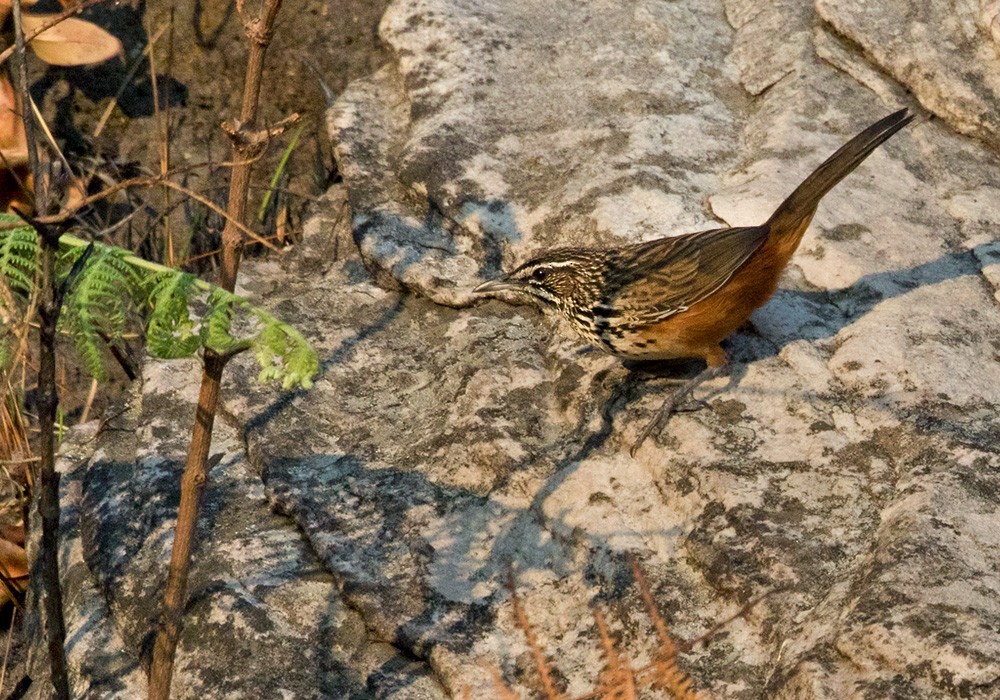 Rockrunner - Lars Petersson | My World of Bird Photography