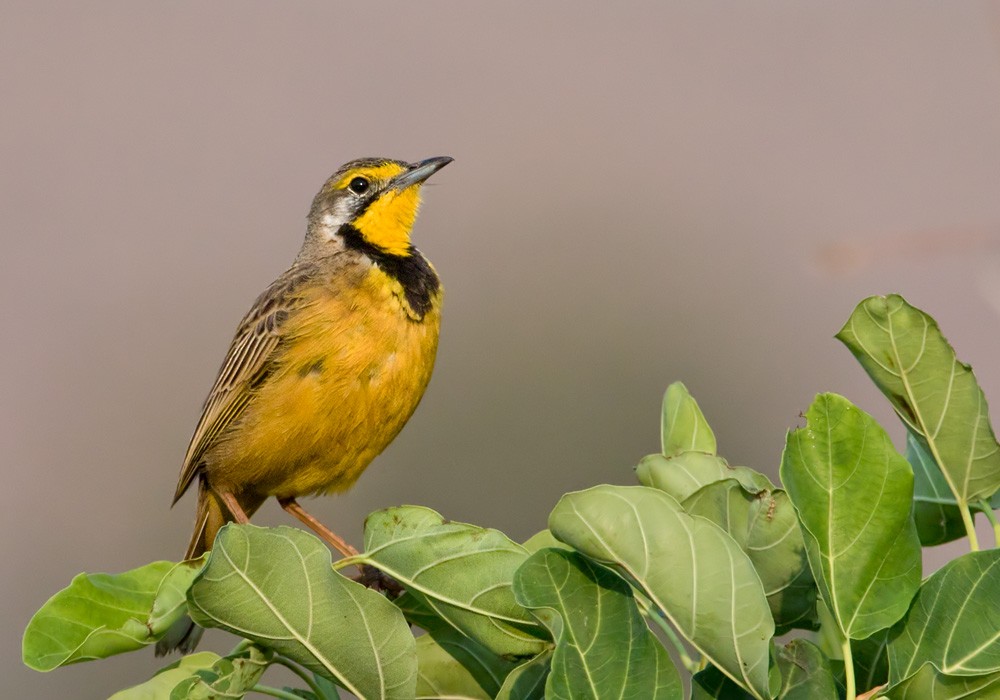 Fülleborn's Longclaw - Lars Petersson | My World of Bird Photography