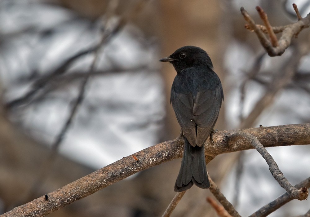 Southern Black-Flycatcher - Lars Petersson | My World of Bird Photography