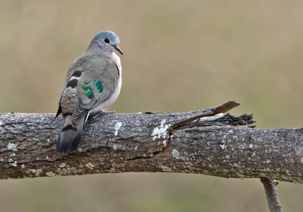 Emerald-spotted Wood-Dove - ML205913491
