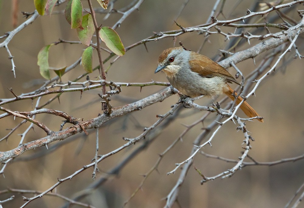 Rufous-tailed Palm-Thrush - ML205913541