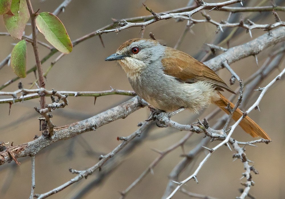 Rufous-tailed Palm-Thrush - ML205913551