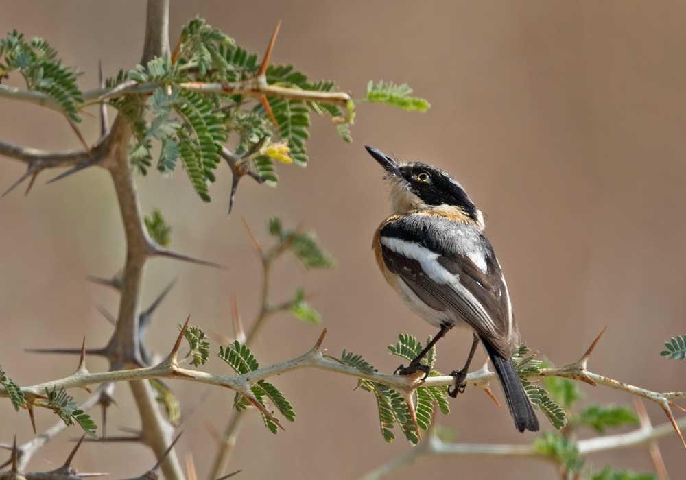 Pririt Batis - ML205913571