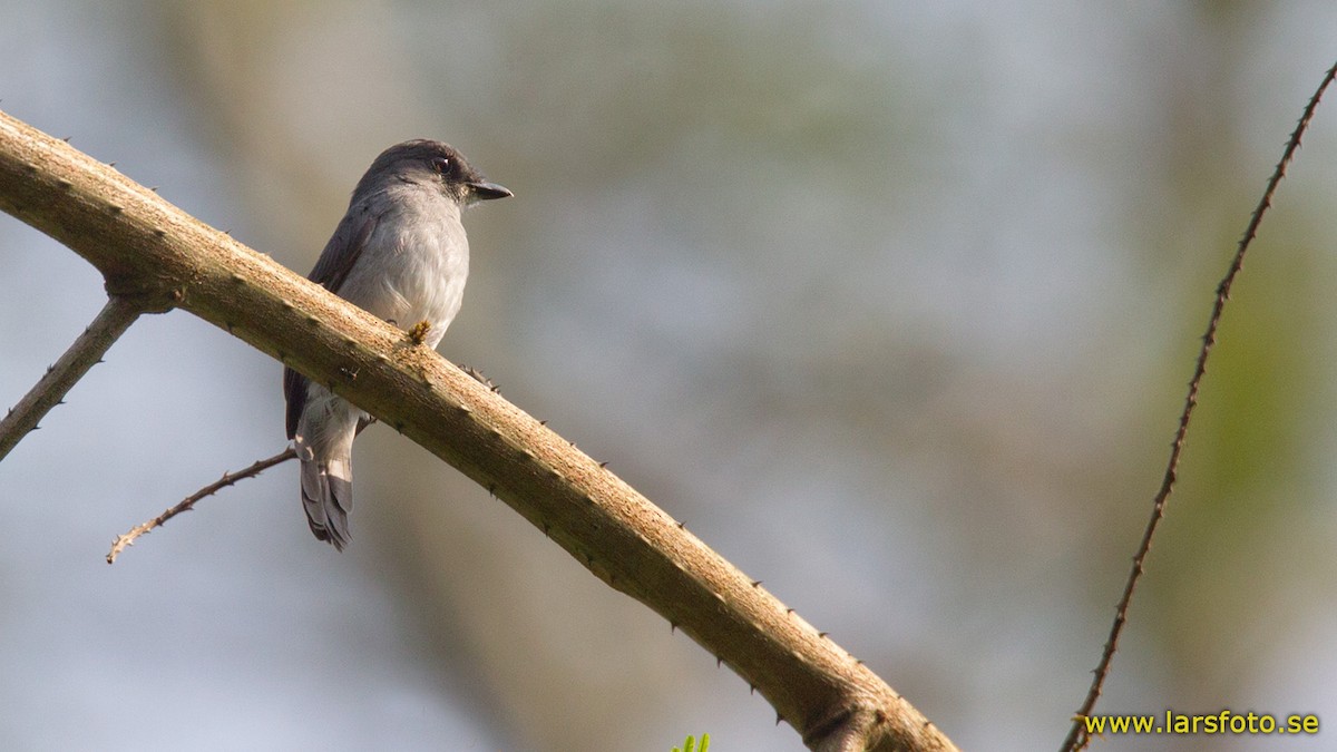 Tessmann's Flycatcher - Lars Petersson | My World of Bird Photography
