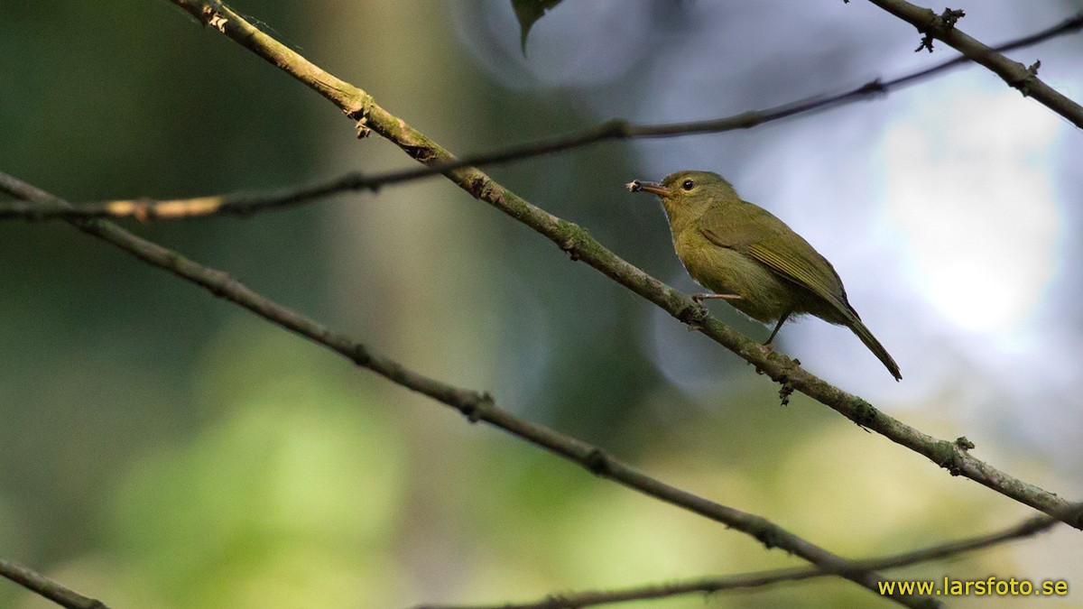 Fraser's Sunbird - ML205913661