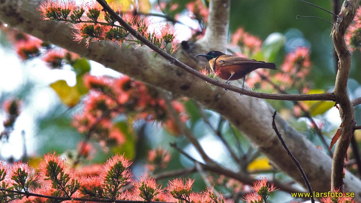 Buff-throated Sunbird - Lars Petersson | My World of Bird Photography