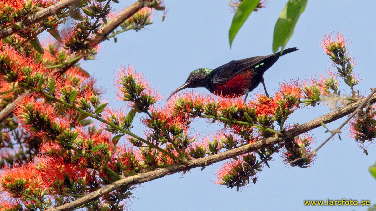 Superb Sunbird - Lars Petersson | My World of Bird Photography