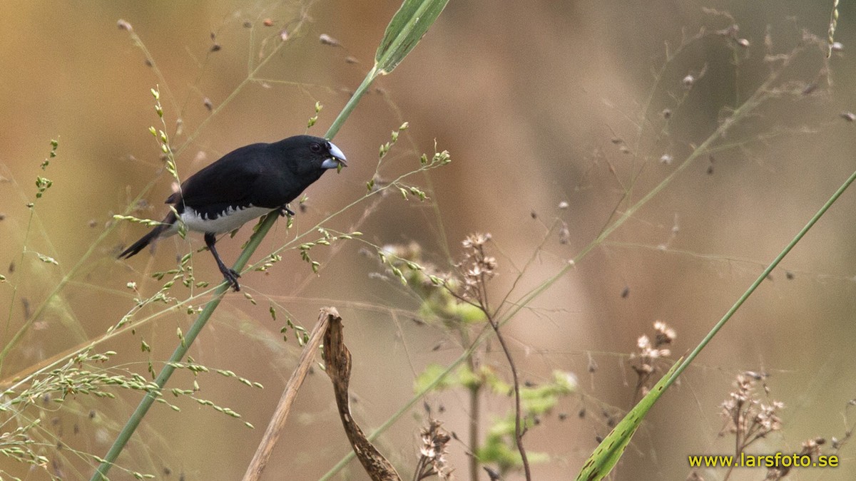 svartryggmannikin (bicolor/poensis) - ML205913791