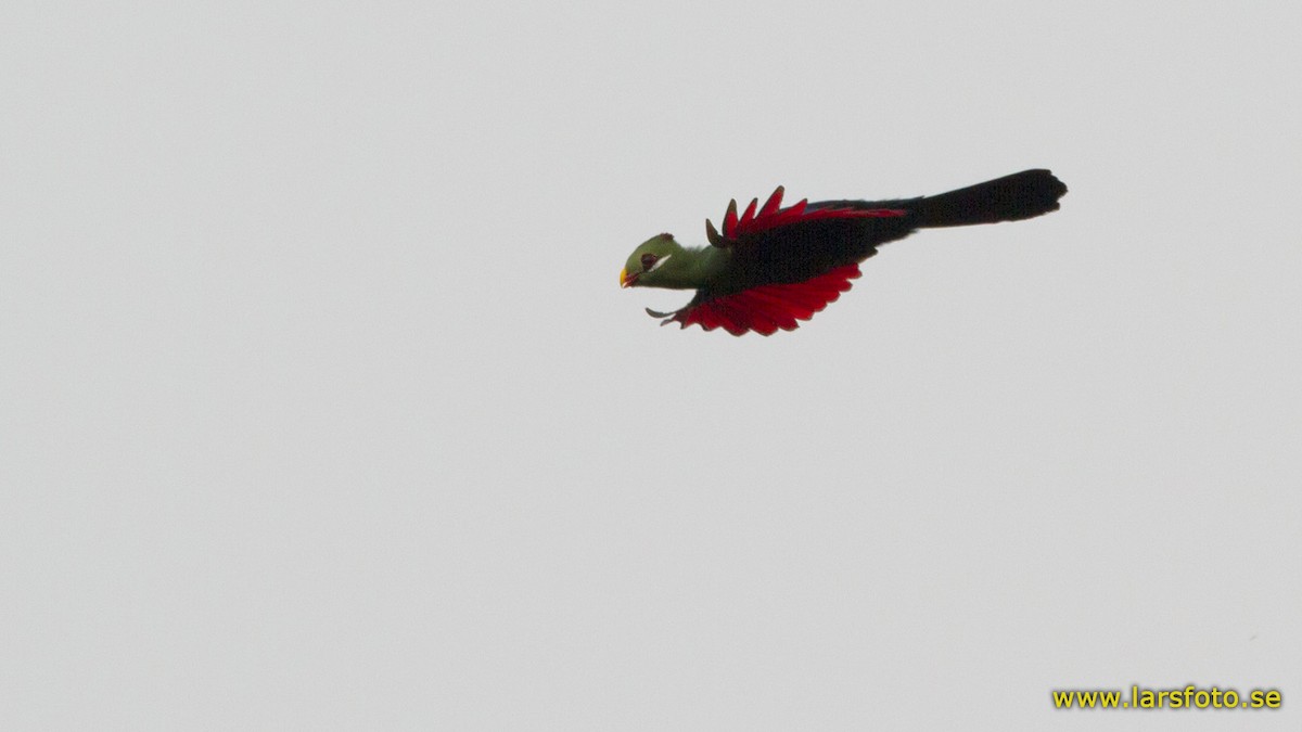 Yellow-billed Turaco (Verreaux's) - ML205914121