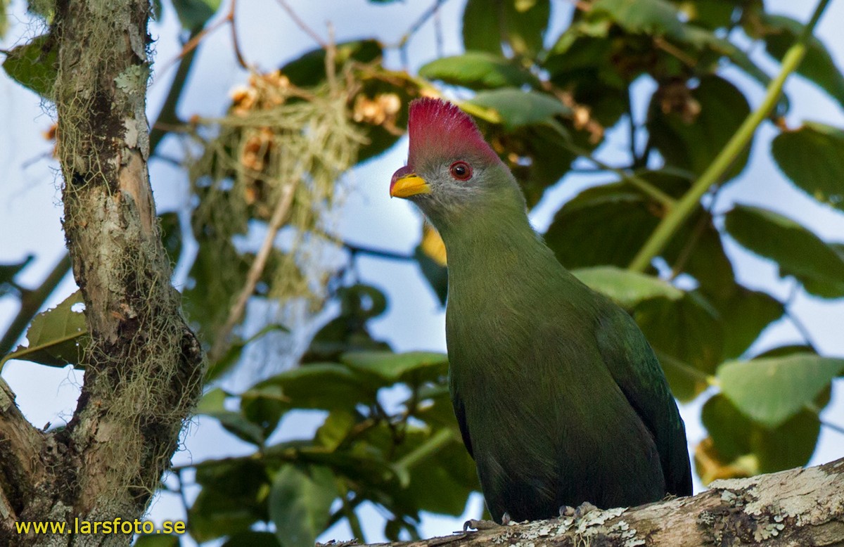 Bannerman's Turaco - ML205914171