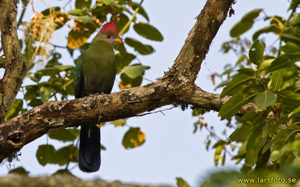 Bannerman's Turaco - ML205914181