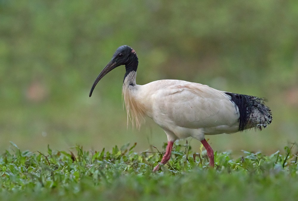 ibis australský - ML205914331