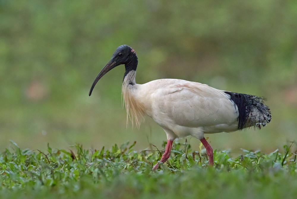 Australian Ibis - ML205914331