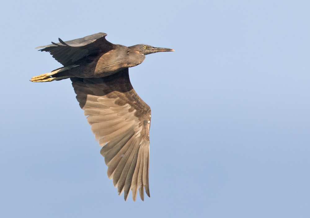 Pacific Reef-Heron - ML205914341