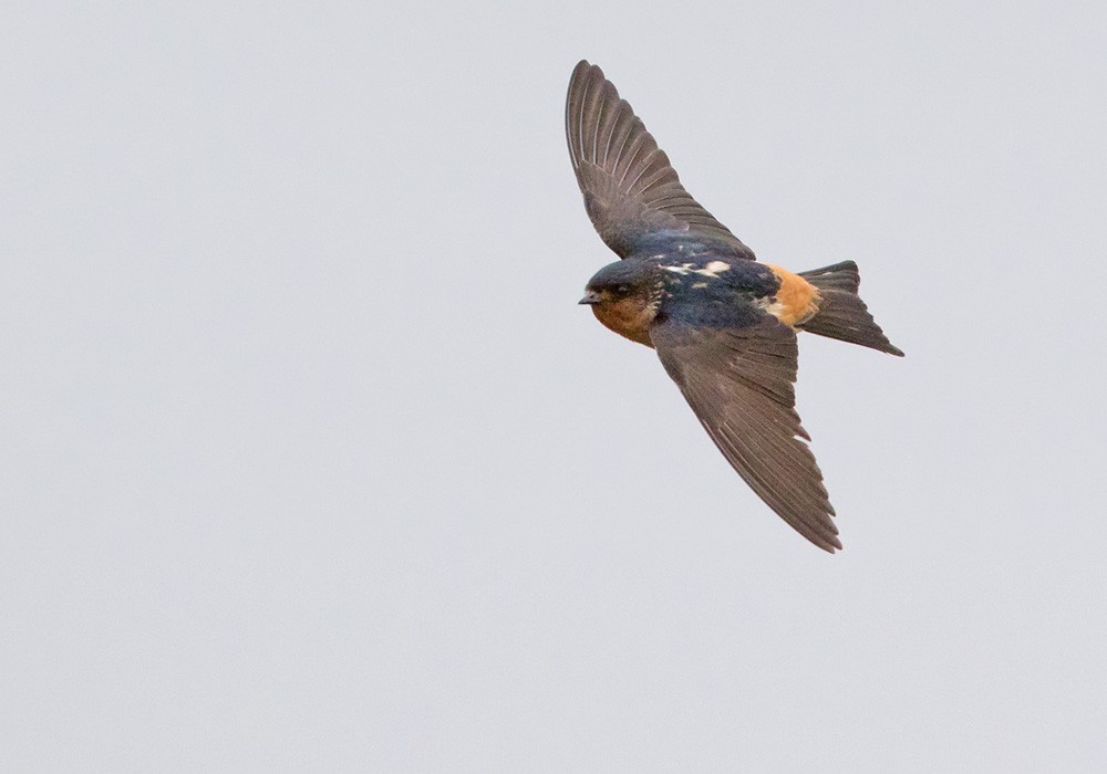 Red-throated Swallow - Lars Petersson | My World of Bird Photography