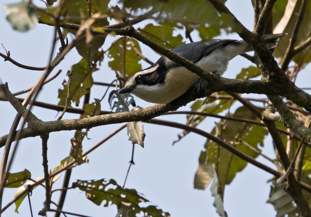 Gray-green Bushshrike - ML205914511