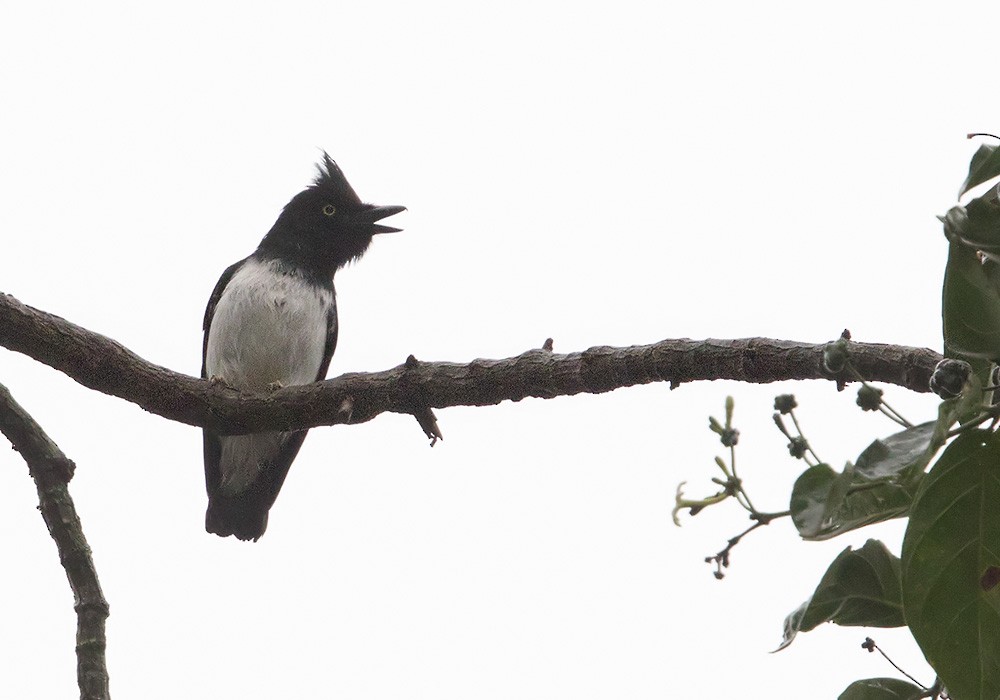 Black-and-white Shrike-flycatcher - ML205914581