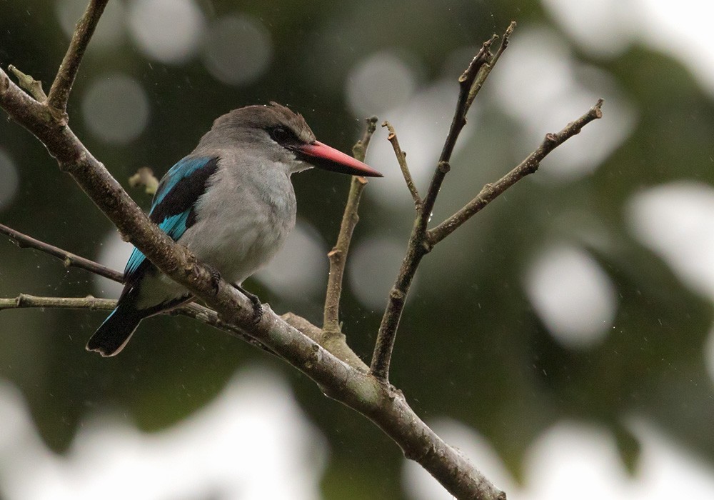 Woodland Kingfisher - ML205914591