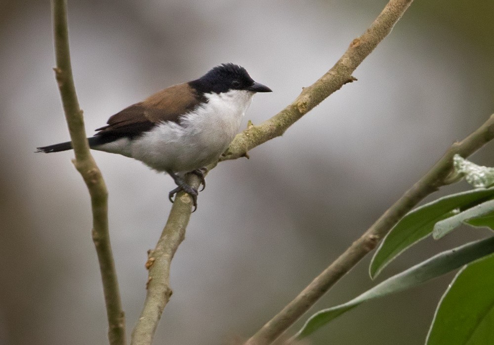 White-breasted Nigrita - ML205914661