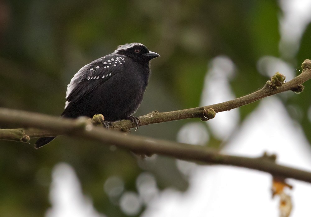 Gray-headed Nigrita - ML205914681