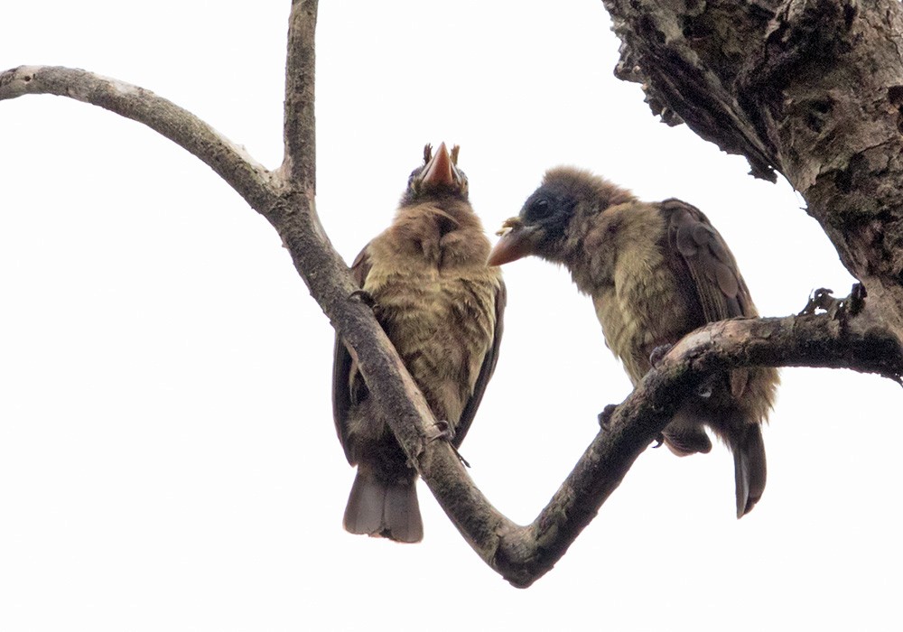 Bristle-nosed Barbet - ML205914721