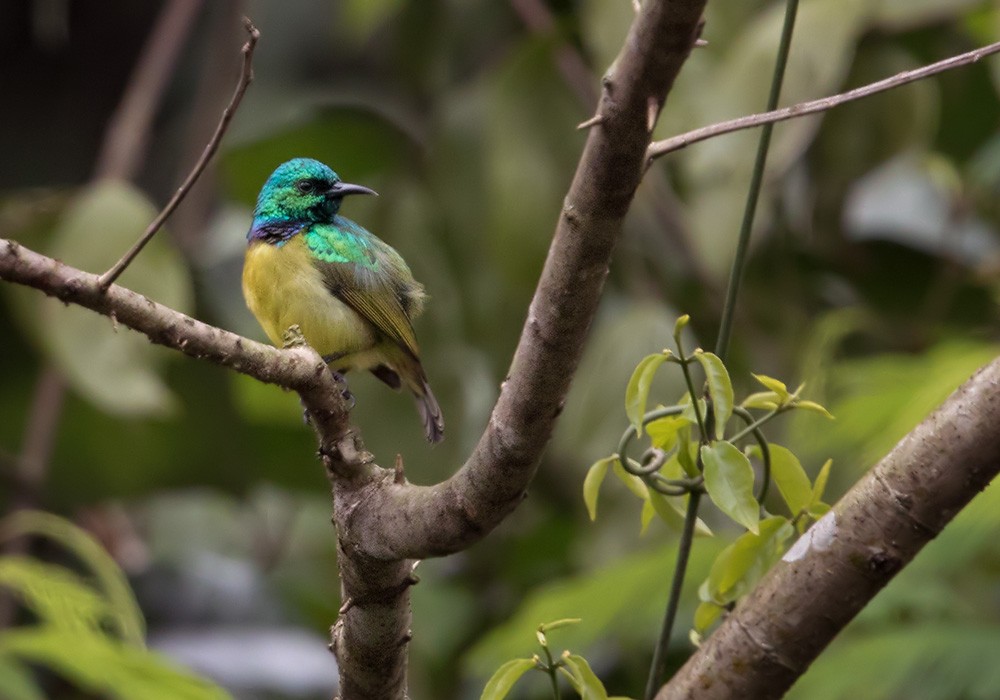 Collared Sunbird - ML205914761