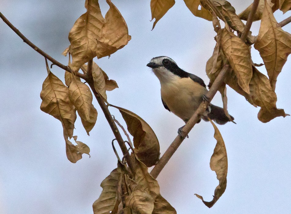 Gray-green Bushshrike - ML205914791