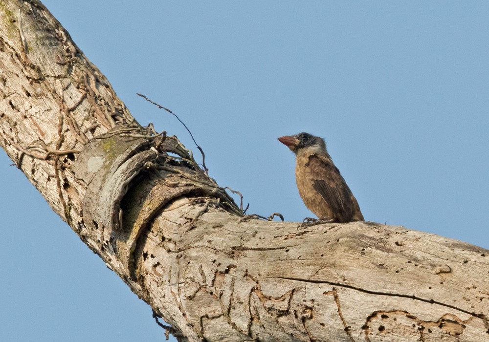 Büyük Dazlak Barbet (calvus/congicus) - ML205914801