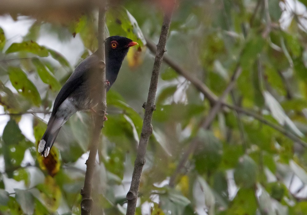 Angola Helmetshrike - ML205914901