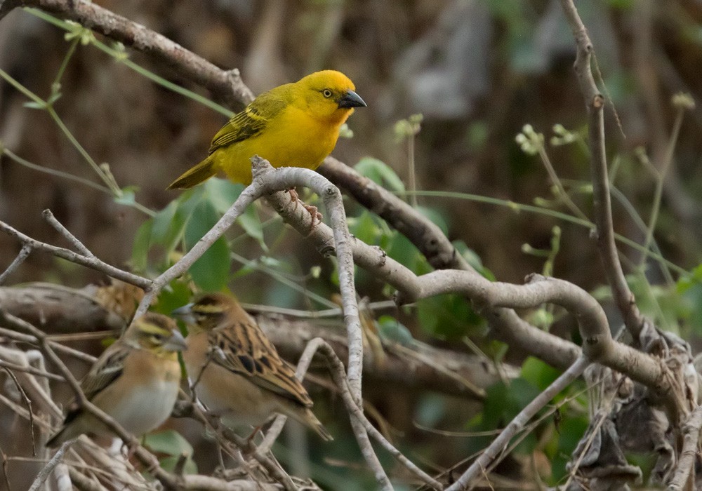 Holub's Golden-Weaver - Lars Petersson | My World of Bird Photography