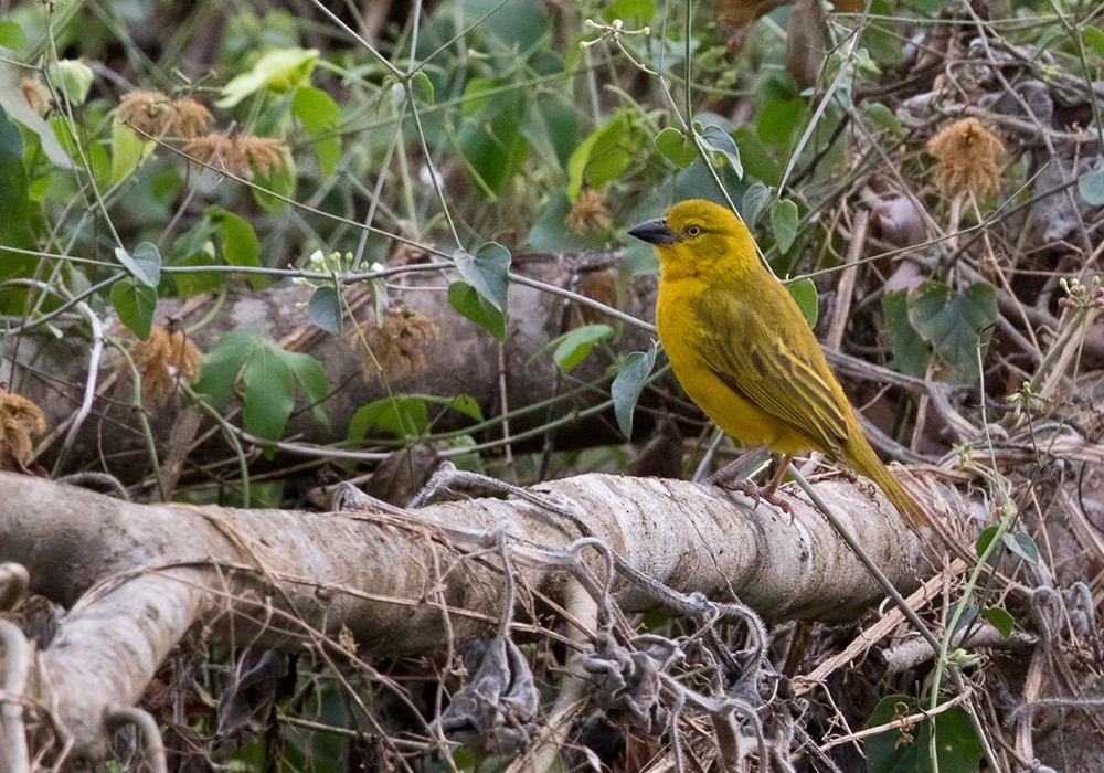 Holub's Golden-Weaver - ML205914951