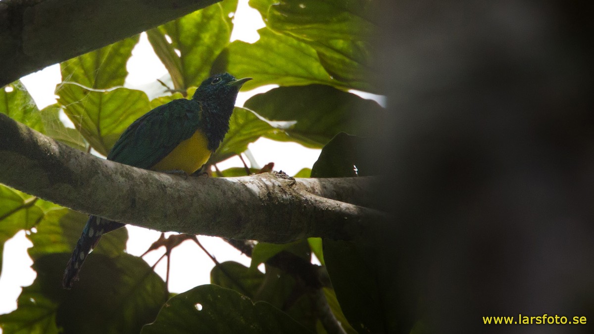 African Emerald Cuckoo - ML205915391