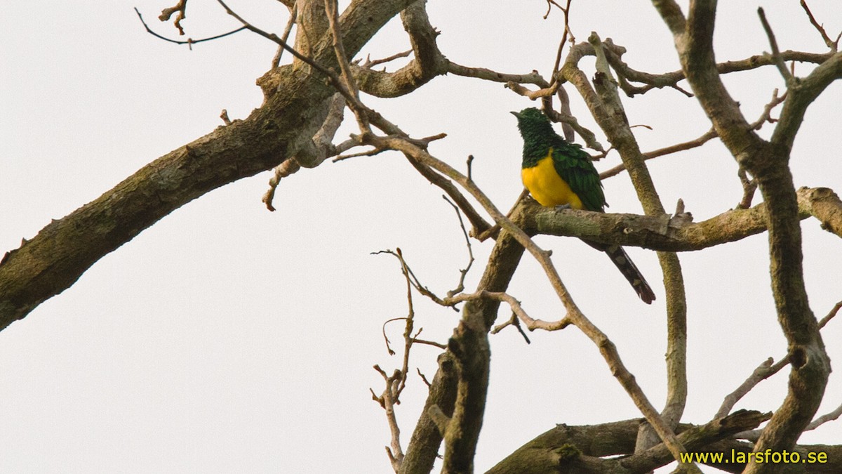 African Emerald Cuckoo - ML205915411