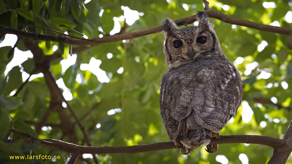 Grayish Eagle-Owl - Lars Petersson | My World of Bird Photography