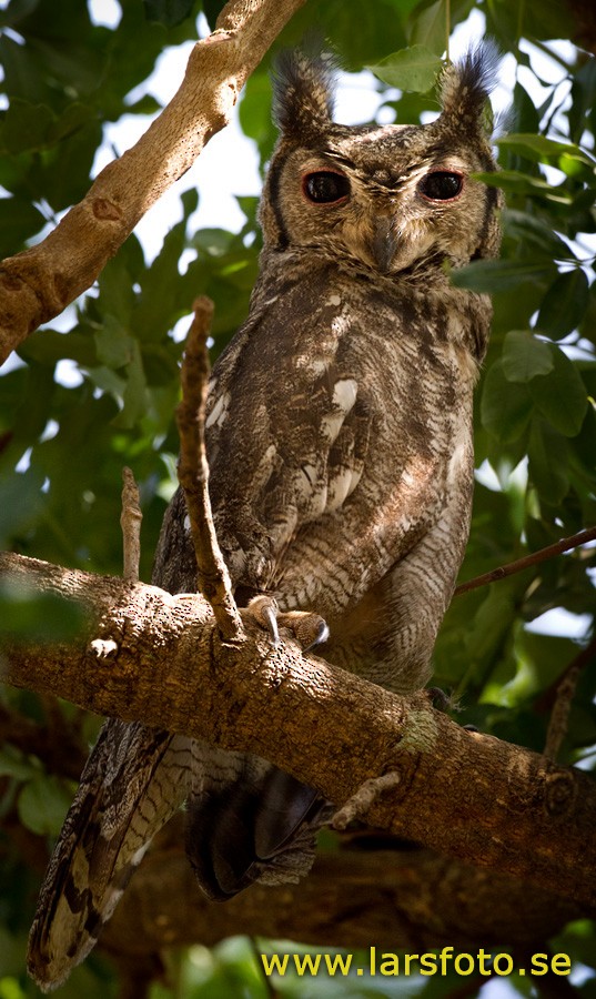Grayish Eagle-Owl - Lars Petersson | My World of Bird Photography