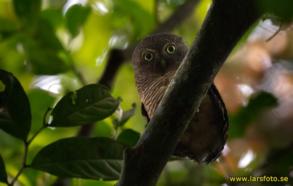 Sjöstedt's Owlet - ML205915571