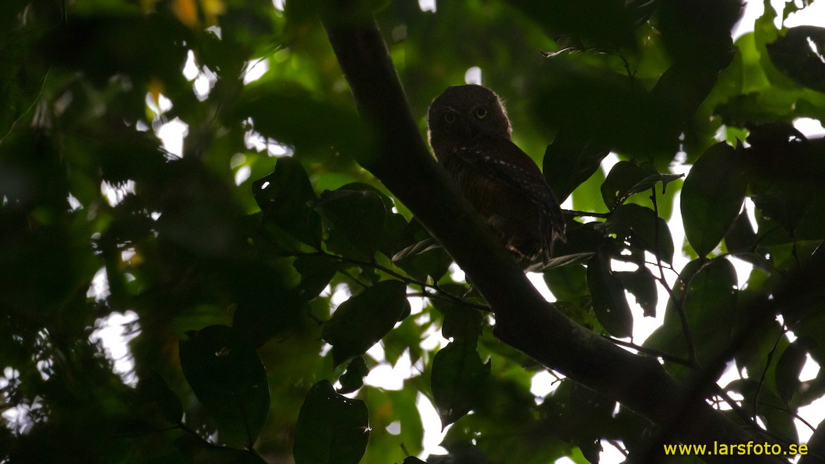 Sjöstedt's Owlet - Lars Petersson | My World of Bird Photography