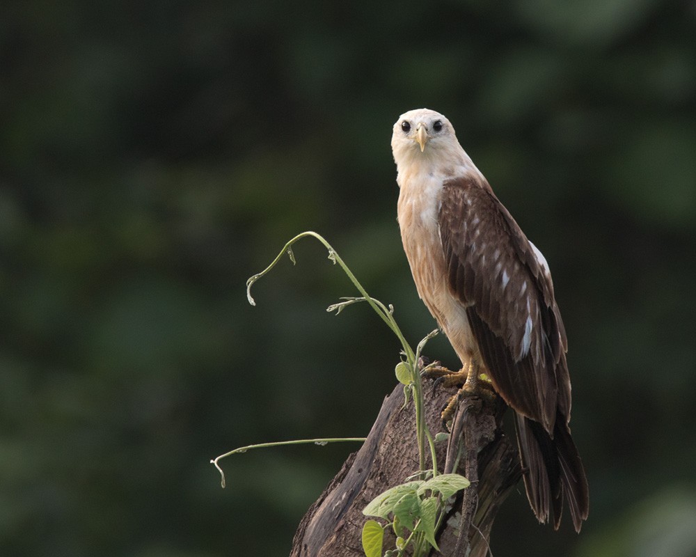 Brahminy Kite - ML205915751