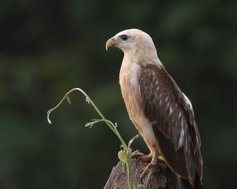 Brahminy Kite - ML205915761