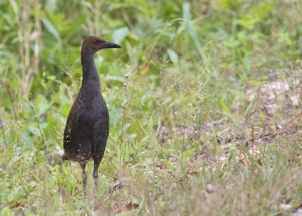 Woodford's Rail (Guadalcanal) - ML205915771