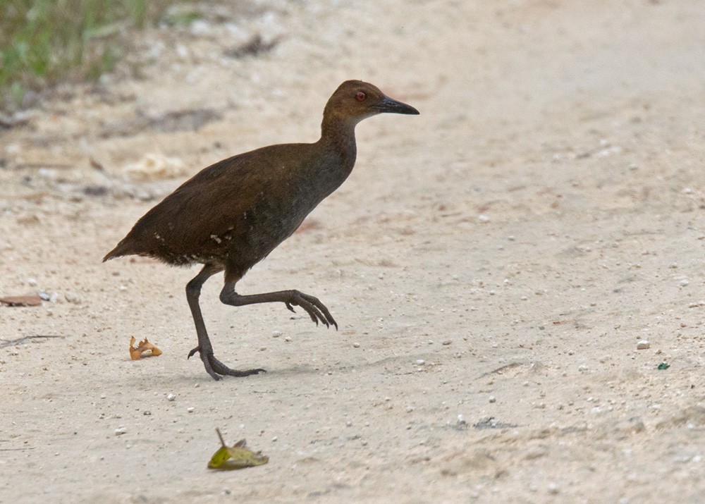 Woodford's Rail (Guadalcanal) - ML205915781