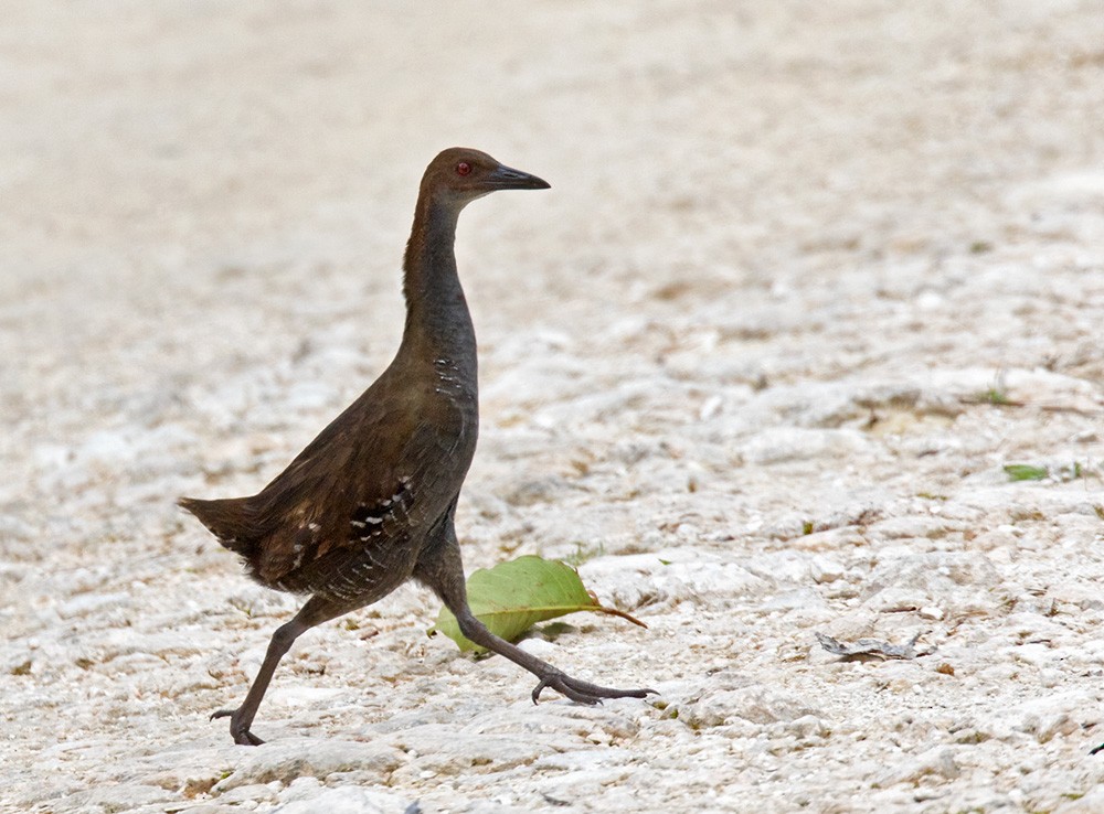 Woodford's Rail (Guadalcanal) - ML205915801