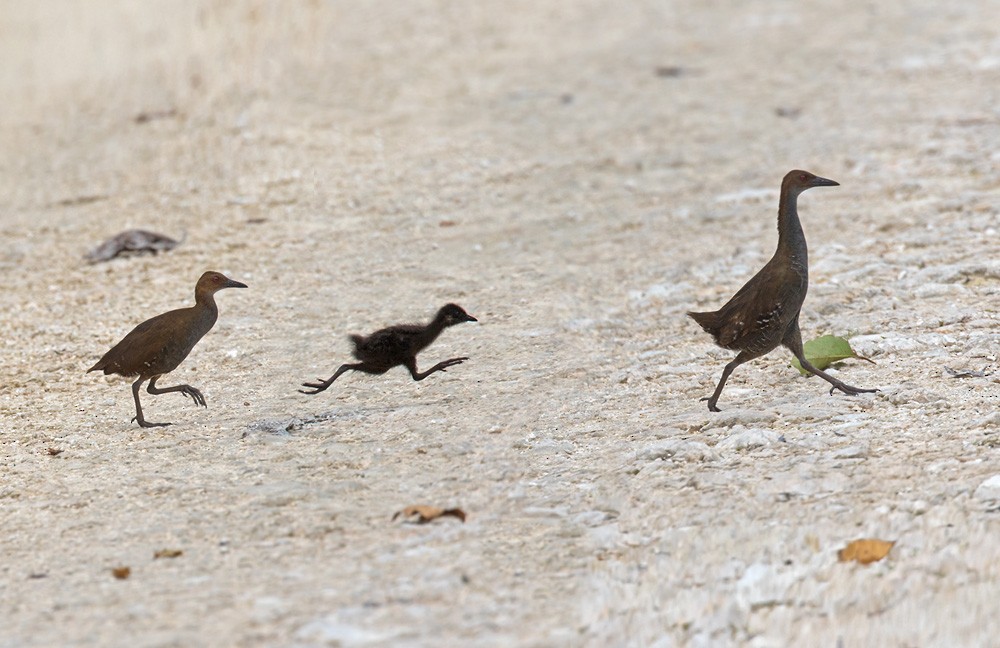 Woodford's Rail (Guadalcanal) - ML205915811