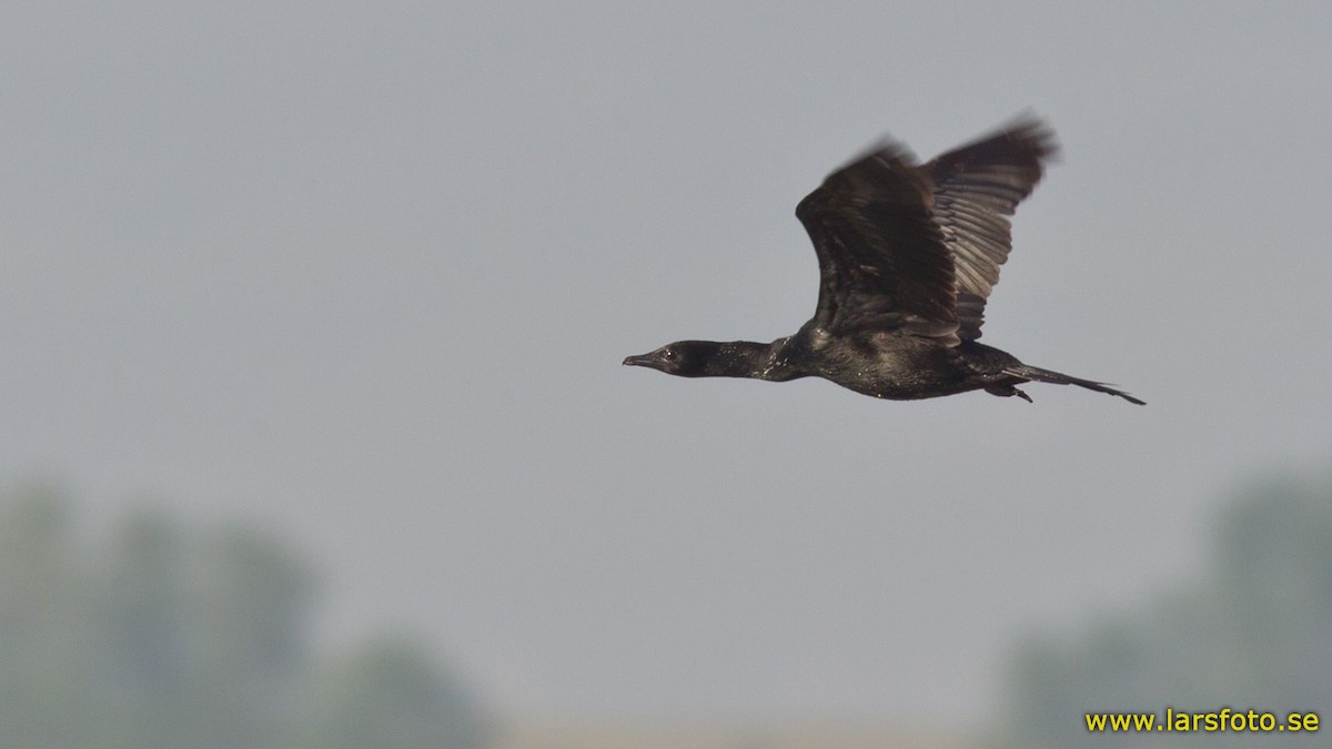 Pygmy Cormorant - ML205916071