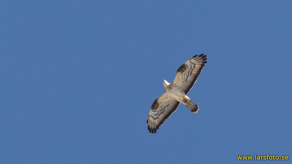 European Honey-buzzard - ML205916101