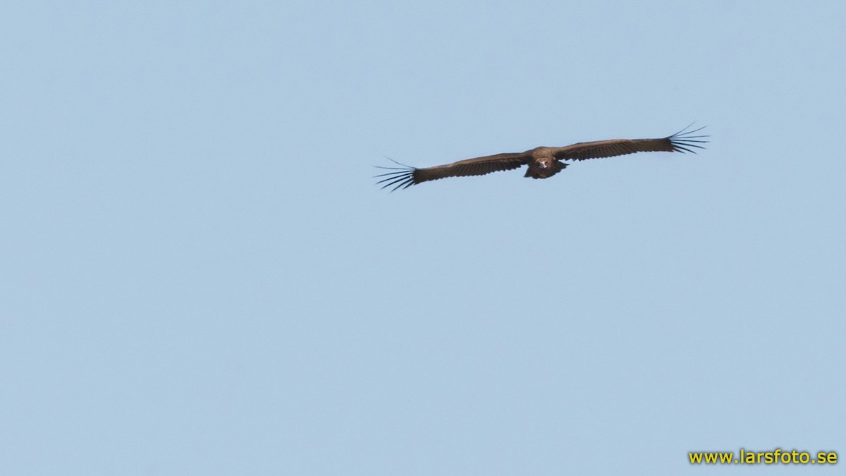 Cinereous Vulture - ML205916111