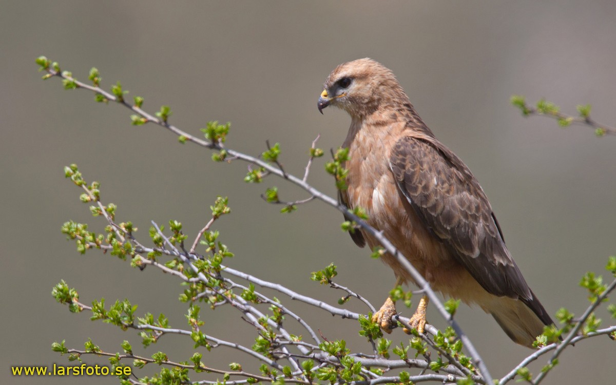 Common Buzzard (Steppe) - ML205916161