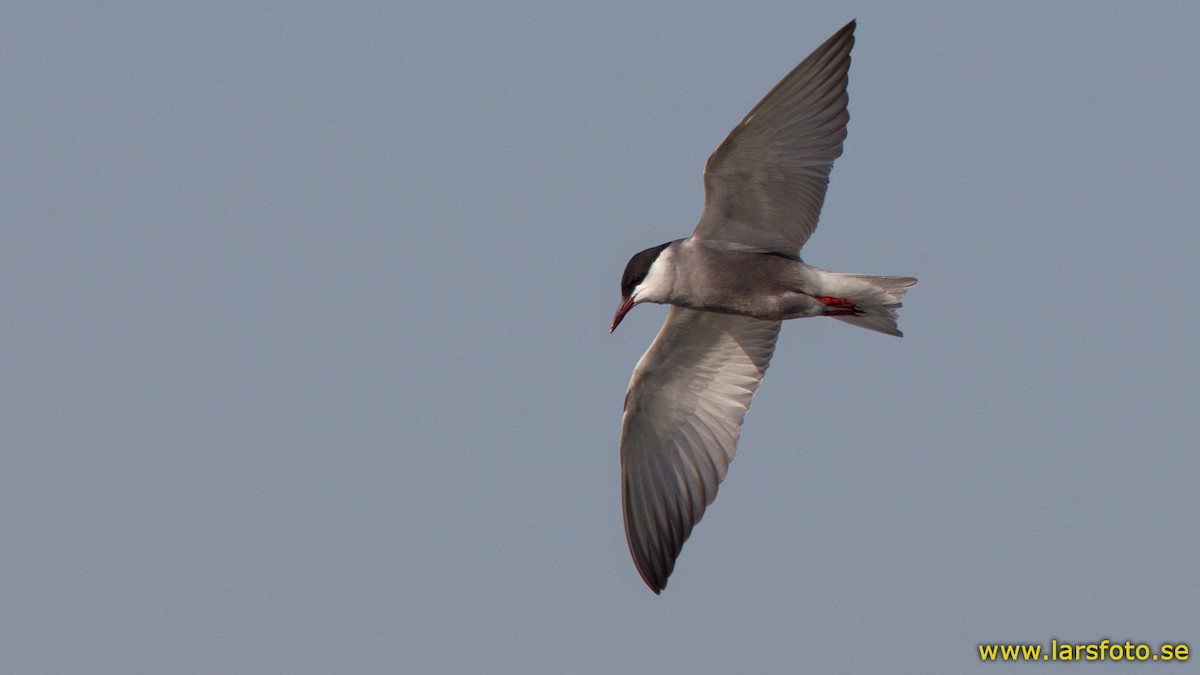 Whiskered Tern - ML205916251